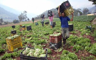 Informe de Consultoría Área Agricultura por Lino Clemente