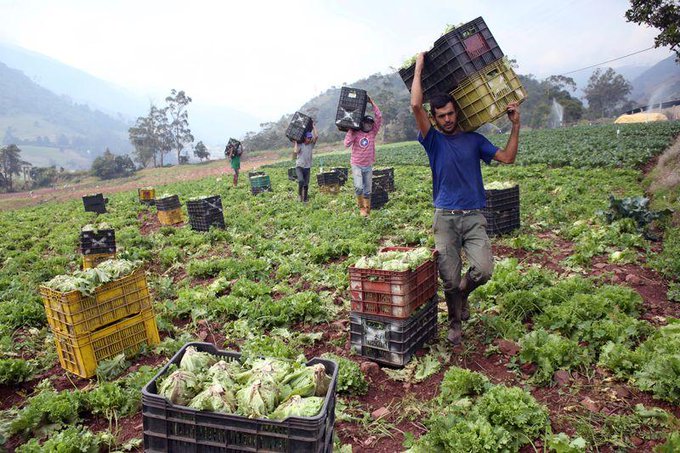 Informe de Consultoría Área Agricultura por Lino Clemente