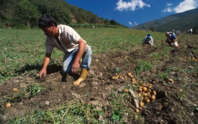 EL SISTEMA AGROALIMENTARIO EN VENEZUELA DESDE UNA VISIÓN REGIONAL por Alejandro Gutiérrez S.